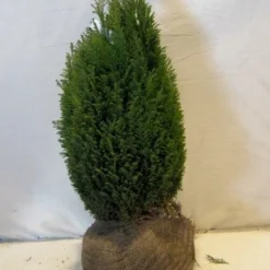 Cypres (Chamaecyparis Lawsoniana 'Ellwoodii') -Aanbiedingen Tuin Verrassing Winkel chamacyparislellwoodiigold050 060