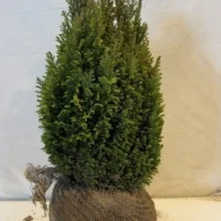 Cypres (Chamaecyparis Lawsoniana 'Ellwoodii') -Aanbiedingen Tuin Verrassing Winkel chamacyparislellwoodiigold45 50