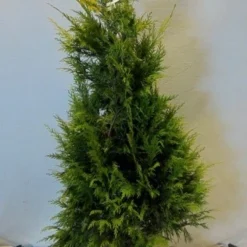 Cypres (Chamaecyparis Lawsoniana 'Golden Wonder') -Aanbiedingen Tuin Verrassing Winkel chamacyparislgoldenwonder100 125