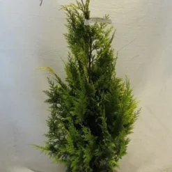 Gele Haagconifeer (Chamaecyparis Lawsoniana 'Ivonne') -Aanbiedingen Tuin Verrassing Winkel chamacyparislivonne080 100 1