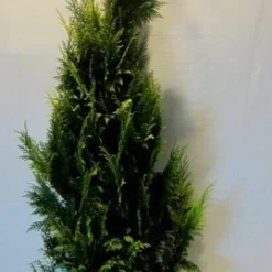 Gele Haagconifeer (Chamaecyparis Lawsoniana 'Ivonne') -Aanbiedingen Tuin Verrassing Winkel chamacyparislivonne175 200