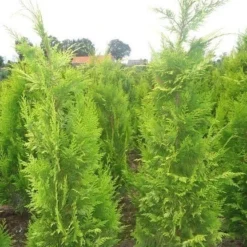 Gele Haagconifeer (Chamaecyparis Lawsoniana 'Ivonne') -Aanbiedingen Tuin Verrassing Winkel chamacyparislivonne80125vh