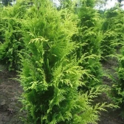 Gele Haagconifeer (Chamaecyparis Lawsoniana 'Stardust') -Aanbiedingen Tuin Verrassing Winkel chamacyparislstard100125vh