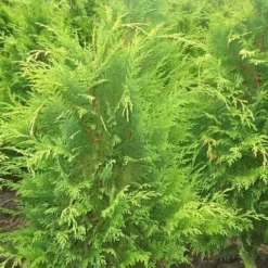Gele Haagconifeer (Chamaecyparis Lawsoniana 'Stardust') -Aanbiedingen Tuin Verrassing Winkel chamacyparislstard60100jv