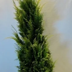 Gele Haagconifeer (Chamaecyparis Lawsoniana 'Stardust') -Aanbiedingen Tuin Verrassing Winkel chamacyparislstardust125 150