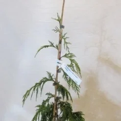 Cypres (Chamaecyparis Nootkatensis 'Pendula') -Aanbiedingen Tuin Verrassing Winkel chamacyparisnpendula050 060