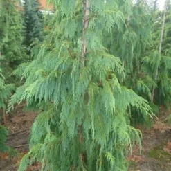 Cypres (Chamaecyparis Nootkatensis 'Pendula') -Aanbiedingen Tuin Verrassing Winkel chamacyparisntkpend.125150ak