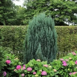 Cypres (Chamaecyparis Lawsoniana 'Ellwoodii') -Aanbiedingen Tuin Verrassing Winkel chamaecyparis law. ellwoodii