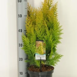 Gele Haagconifeer (Chamaecyparis Lawsoniana 'Ivonne') -Aanbiedingen Tuin Verrassing Winkel chamaecyparis law. ivonne c3 m