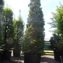 Gele Haagconifeer (Chamaecyparis Lawsoniana 'Ivonne') -Aanbiedingen Tuin Verrassing Winkel chamaecyparis lawsoniana ivonne 500 600 c750 1