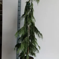 Cypres (Chamaecyparis Nootkatensis 'Pendula') -Aanbiedingen Tuin Verrassing Winkel chamaecyparis n. pendula 125 150 cm co. 12l v