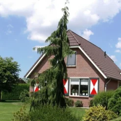 Cypres (Chamaecyparis Nootkatensis 'Pendula') -Aanbiedingen Tuin Verrassing Winkel chamaecyparis nootk. pendula