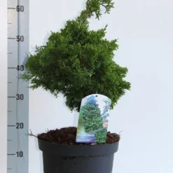 Dwergcypres (Chamaecyparis Obtusa 'Nana Gracilis') -Aanbiedingen Tuin Verrassing Winkel chamaecyparis o nana gracilis 30 35 cm co. 7.5l v 1