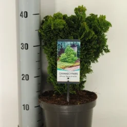 Dwergcypres (Chamaecyparis Obtusa 'Nana Gracilis') -Aanbiedingen Tuin Verrassing Winkel chamaecyparis obt. nana gracilis c3 m 1