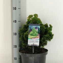 Dwergcypres (Chamaecyparis Obtusa 'Nana Gracilis') -Aanbiedingen Tuin Verrassing Winkel chamaecyparis obt. nana gracilis c5 m 1