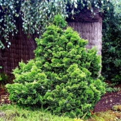 Dwergcypres (Chamaecyparis Obtusa 'Nana Gracilis') -Aanbiedingen Tuin Verrassing Winkel chamaecyparis obtusa nana gracilis 1