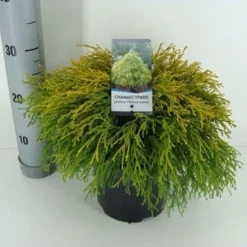 Cypres (Chamaecyparis Pisifera 'Filifera Aurea') 9 Cypres (Chamaecyparis Pisifera 'Filifera Aurea') -Aanbiedingen Tuin Verrassing Winkel chamaecyparis pis. filifera aurea c3 m 1