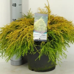 Cypres (Chamaecyparis Pisifera 'Filifera Aurea') -Aanbiedingen Tuin Verrassing Winkel chamaecyparis pis. filifera aurea c5 m