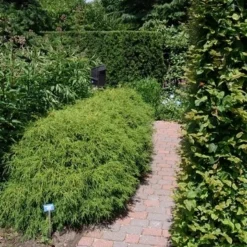 Cypres (Chamaecyparis Pisifera 'Filifera Nana') -Aanbiedingen Tuin Verrassing Winkel chamaecyparis pis. filifera nana 1