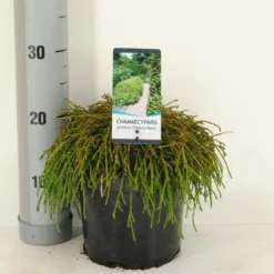 Cypres (Chamaecyparis Pisifera 'Filifera Nana') -Aanbiedingen Tuin Verrassing Winkel chamaecyparis pis. filifera nana c3 m 1