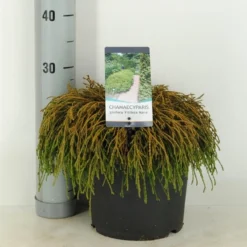 Cypres (Chamaecyparis Pisifera 'Filifera Nana') -Aanbiedingen Tuin Verrassing Winkel chamaecyparis pis. filifera nana c5 m 1 1