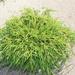 Cypres (Chamaecyparis Pisifera 'Filifera Nana') -Aanbiedingen Tuin Verrassing Winkel chamaecyparis pisifera filifera nana 1