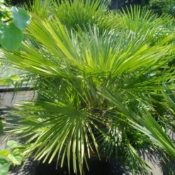 Dwergpalm (Chamaerops Humilis) -Aanbiedingen Tuin Verrassing Winkel chamaerops humilis 100 125 c50