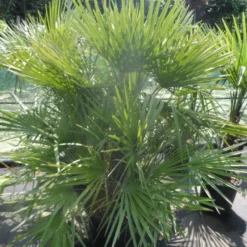 Dwergpalm (Chamaerops Humilis) -Aanbiedingen Tuin Verrassing Winkel chamaerops humilis 125 150 c70 1