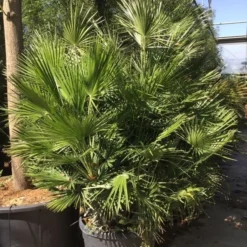 Dwergpalm (Chamaerops Humilis) -Aanbiedingen Tuin Verrassing Winkel chamaerops humilis 150175cm c130