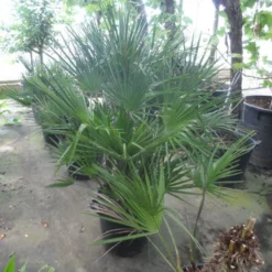 Dwergpalm (Chamaerops Humilis) -Aanbiedingen Tuin Verrassing Winkel chamaerops humilis 80 100 c35