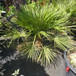 Dwergpalm (Chamaerops Humilis) -Aanbiedingen Tuin Verrassing Winkel chamaerops humilis c10 50 60 80