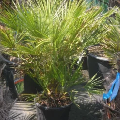 Dwergpalm (Chamaerops Humilis) -Aanbiedingen Tuin Verrassing Winkel chamaerops humilis c20 60 80 1