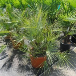 Dwergpalm (Chamaerops Humilis 'Cerifera') -Aanbiedingen Tuin Verrassing Winkel chamaerops humilis cerifera 80 100 c30