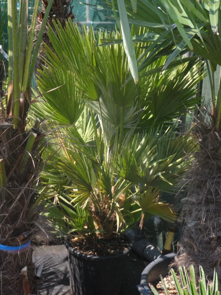 Dwergpalm (Chamaerops Humilis 'Vulcano') 6 Dwergpalm (Chamaerops Humilis 'Vulcano') - Afbeelding 6
