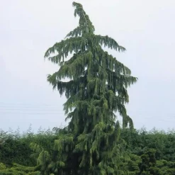 Cypres (Chamaecyparis Nootkatensis 'Pendula') -Aanbiedingen Tuin Verrassing Winkel chnpendu 4