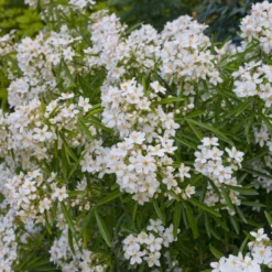 Choisya (Choisya 'Aztec Pearl')