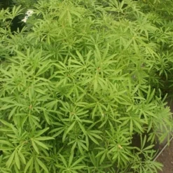 Choisya (Choisya 'Aztec Pearl') -Aanbiedingen Tuin Verrassing Winkel choisya aztec pearl 2