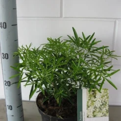 Choisya (Choisya 'Aztec Pearl') -Aanbiedingen Tuin Verrassing Winkel choisya aztec pearl c3 september