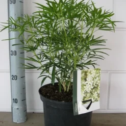 Choisya (Choisya 'Aztec Pearl') -Aanbiedingen Tuin Verrassing Winkel choisya aztec pearl c5 10 08 2018