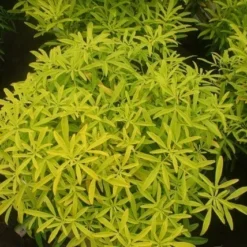 Choisya (Choisya Ternata 'Sundance') -Aanbiedingen Tuin Verrassing Winkel choisya sundance