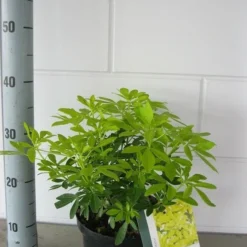 Choisya (Choisya Ternata 'Sundance') -Aanbiedingen Tuin Verrassing Winkel choisya sundance c3 september