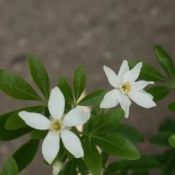 Choisya (Choisya Ternata) -Aanbiedingen Tuin Verrassing Winkel choisya ternata