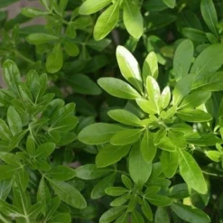 Choisya (Choisya Ternata) -Aanbiedingen Tuin Verrassing Winkel choisya ternata 2