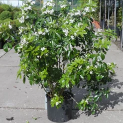 Choisya (Choisya Ternata) -Aanbiedingen Tuin Verrassing Winkel choisya ternata 80 100 c20