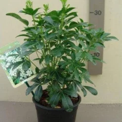 Choisya (Choisya Ternata) -Aanbiedingen Tuin Verrassing Winkel choisya ternata c2.5