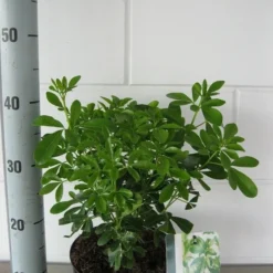 Choisya (Choisya Ternata) -Aanbiedingen Tuin Verrassing Winkel choisya ternata c3 september