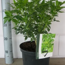 Choisya (Choisya Ternata) -Aanbiedingen Tuin Verrassing Winkel choisya ternata c5 10 8 2018