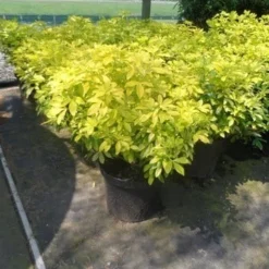 Choisya (Choisya Ternata 'Sundance') -Aanbiedingen Tuin Verrassing Winkel choisya ternata sundance c10 1