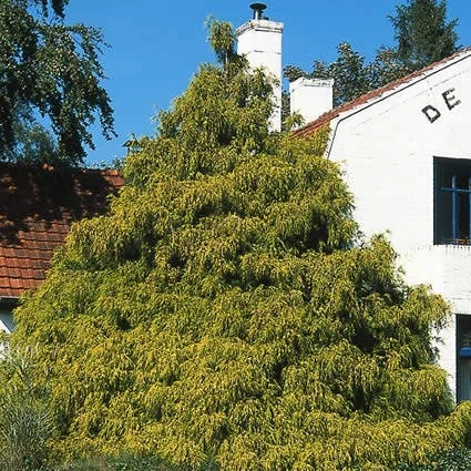 Cypres (Chamaecyparis Pisifera 'Filifera Aurea') 1 Cypres (Chamaecyparis Pisifera 'Filifera Aurea')