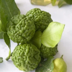 Kaffirlimoen (Citrus Hystrix) -Aanbiedingen Tuin Verrassing Winkel citrus hystrix